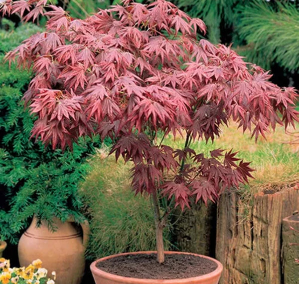 1 X ACER 'ATROPURPUREUM' PURPLE JAPANESE MAPLE TREE SHRUB GARDEN PLANT IN POT