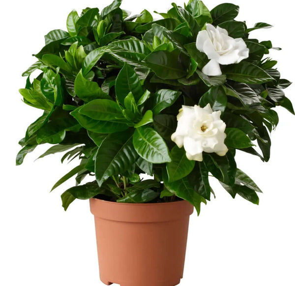 1 X GARDENIA JASMINOIDES CAPE JASMINE HEALTHY ORNAMENTAL INDOOR PLANT IN POT