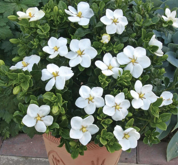 1 X GARDENIA JASMINOIDES KLEIM'S HARDY CAPE JASMINE EVERGREEN SHRUB PLANT IN POT