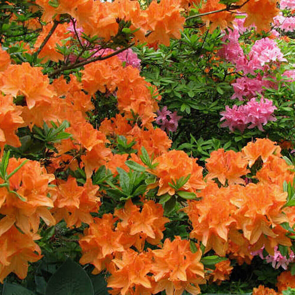 1 X ORANGE AZALEA JAPANESE EVERGREEN SHRUB HARDY GARDEN PLANT IN POT